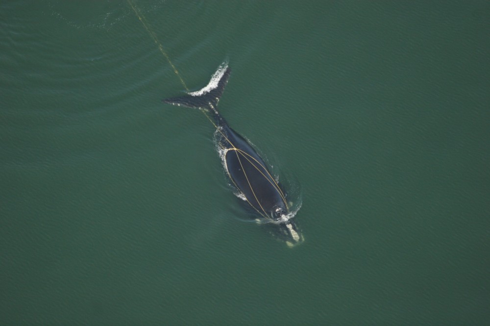 Une baleine noire de l’Atlantique Nord empêtrée dans la Baie de Fundy