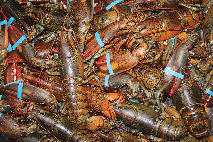 Î.-P-.É. : Les premiers homards d’automne arrivent