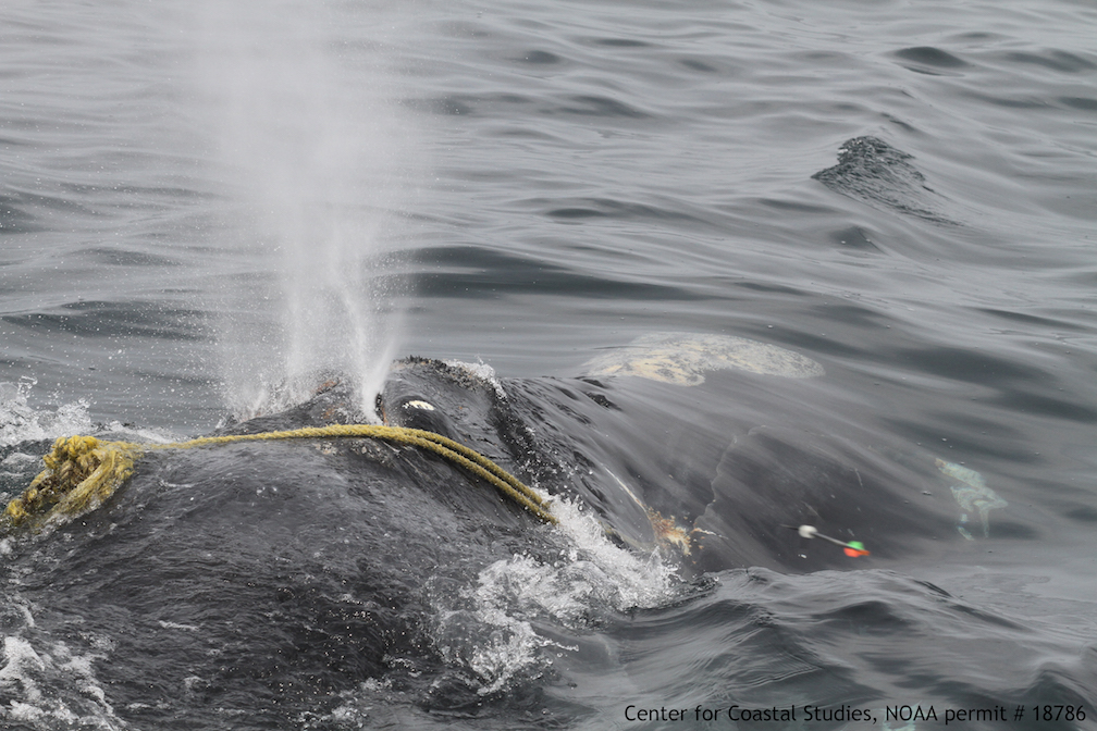 Baleines noires : La situation en 2018