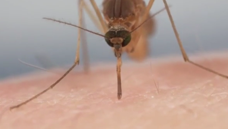 Pourquoi les piqûres de moustiques démangent-elles ?