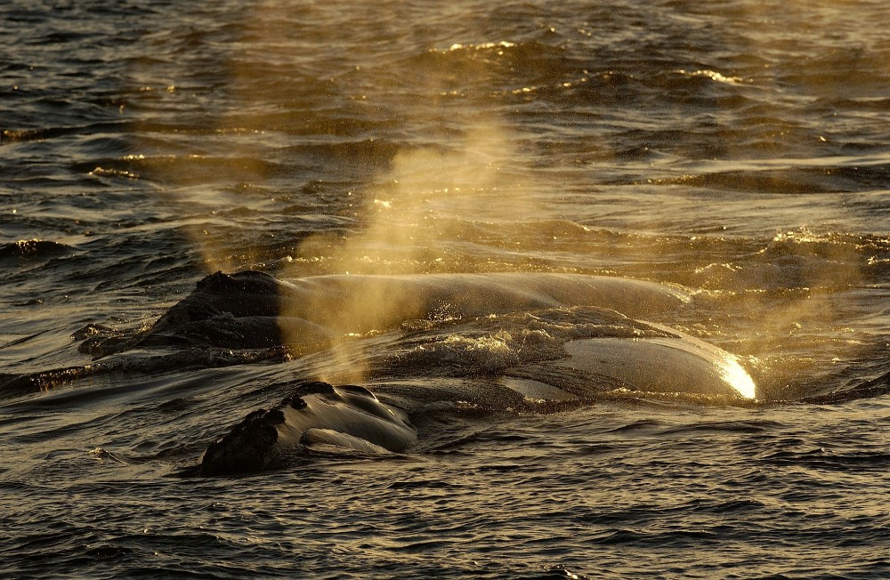 Période d’accalmie pour la baleine noire