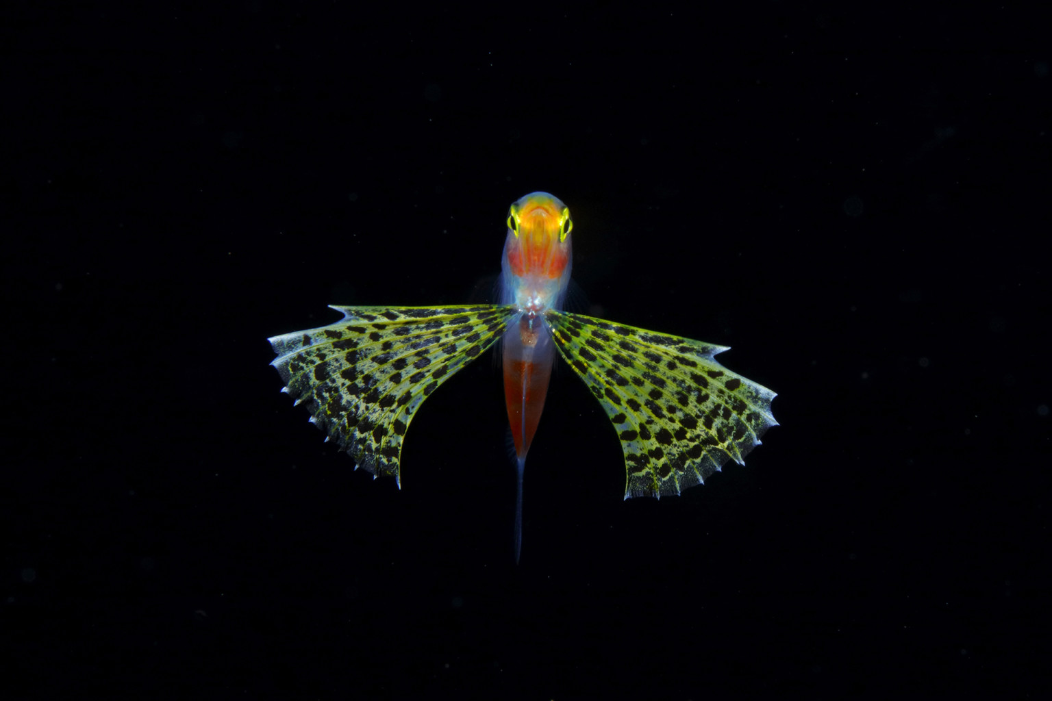 Abdominal fin of an unconventional trough pattern is large enough to ensure buoyancy. Body length: 35mm