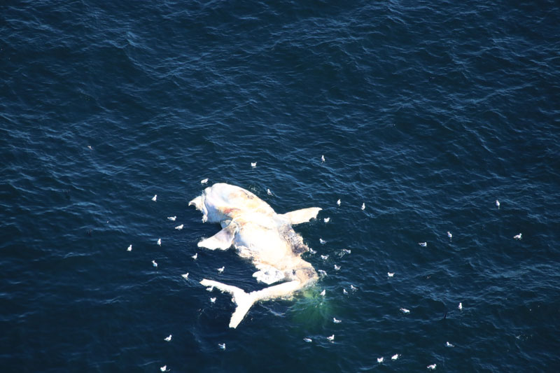 Une troisième baleine noire retrouvée morte en 2018