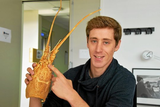 insolite-connaissez-vous-le-cri-du-homard_4205135_540x360p