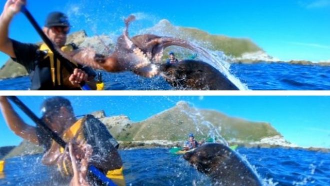 Quand un phoque gifle un kayakiste avec… un poulpe en Nouvelle-Zélande