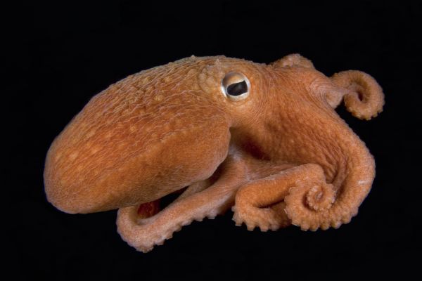 Céphalopode ou avoir les pieds sur la tête!