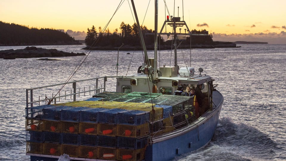 Nouvelle-Écosse : Baisse considérable des prises de homard en ce début de saison