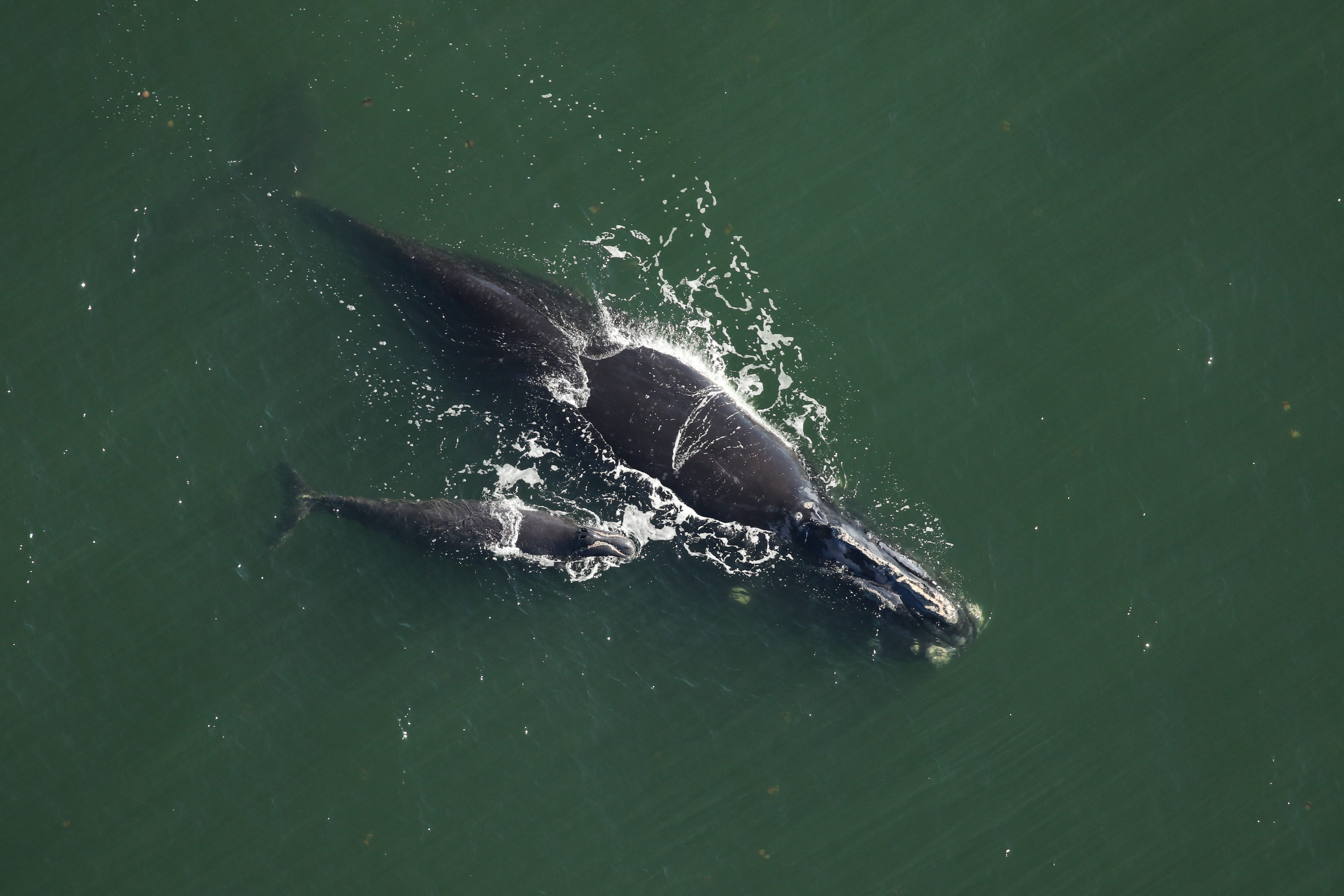Trois nouveau-nés baleines noires : un peu d’espoir