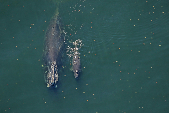 La mère allaitera son veau pour un minimum de 6 mois, ce qui augmentera considérablement ses dépenses énergétiques. © Florida Fish and Wildlife Conservation Commission, taken under NOAA permit 20556-01