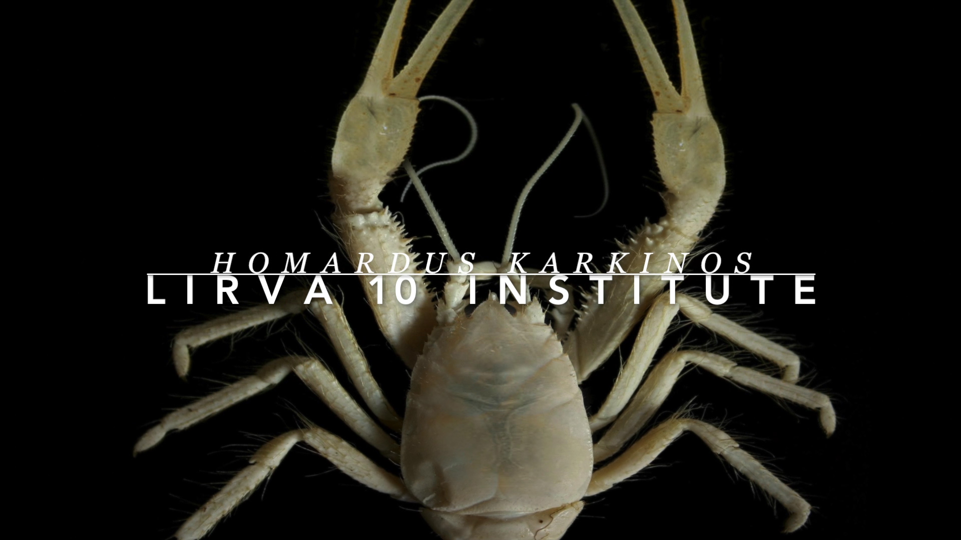 Modification génétique du homard… Un succès