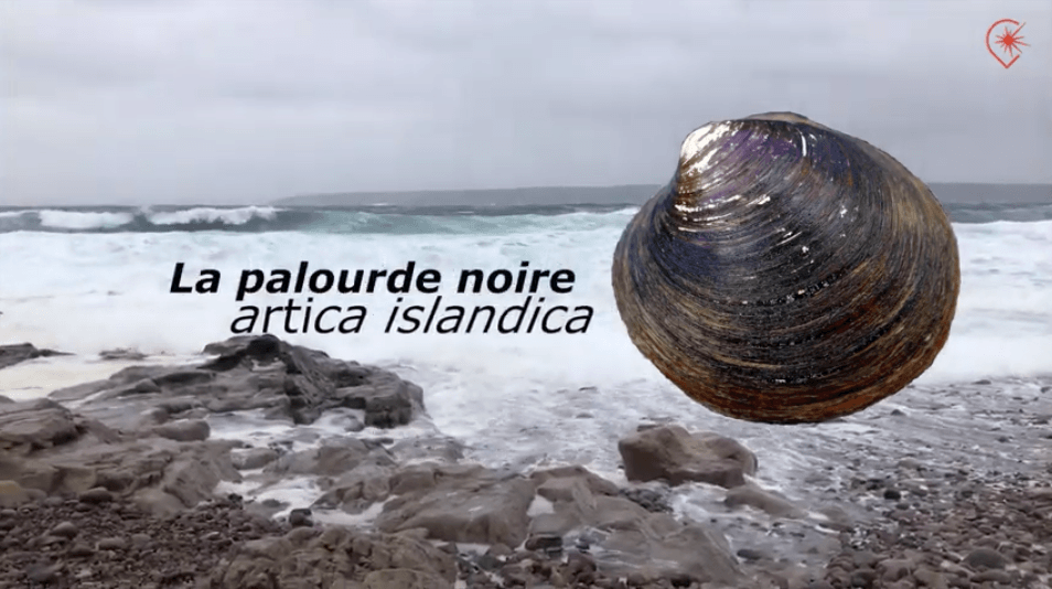 La palourde noire : une longévité record !