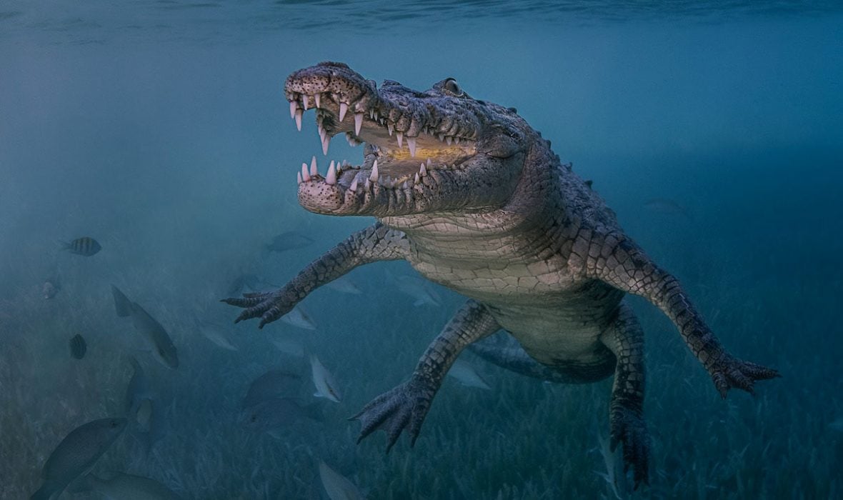 croco-2-1-1180x700