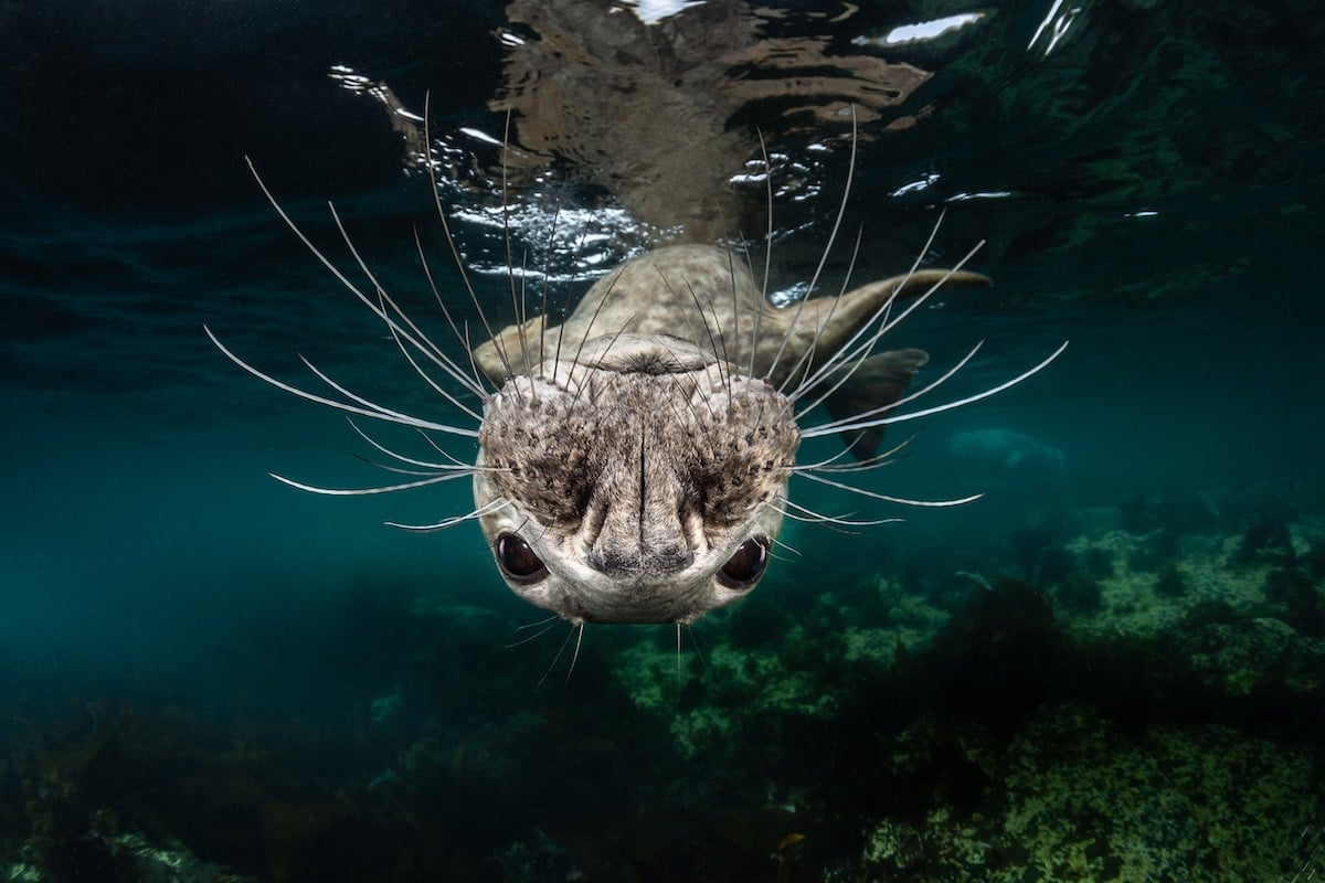 loutre