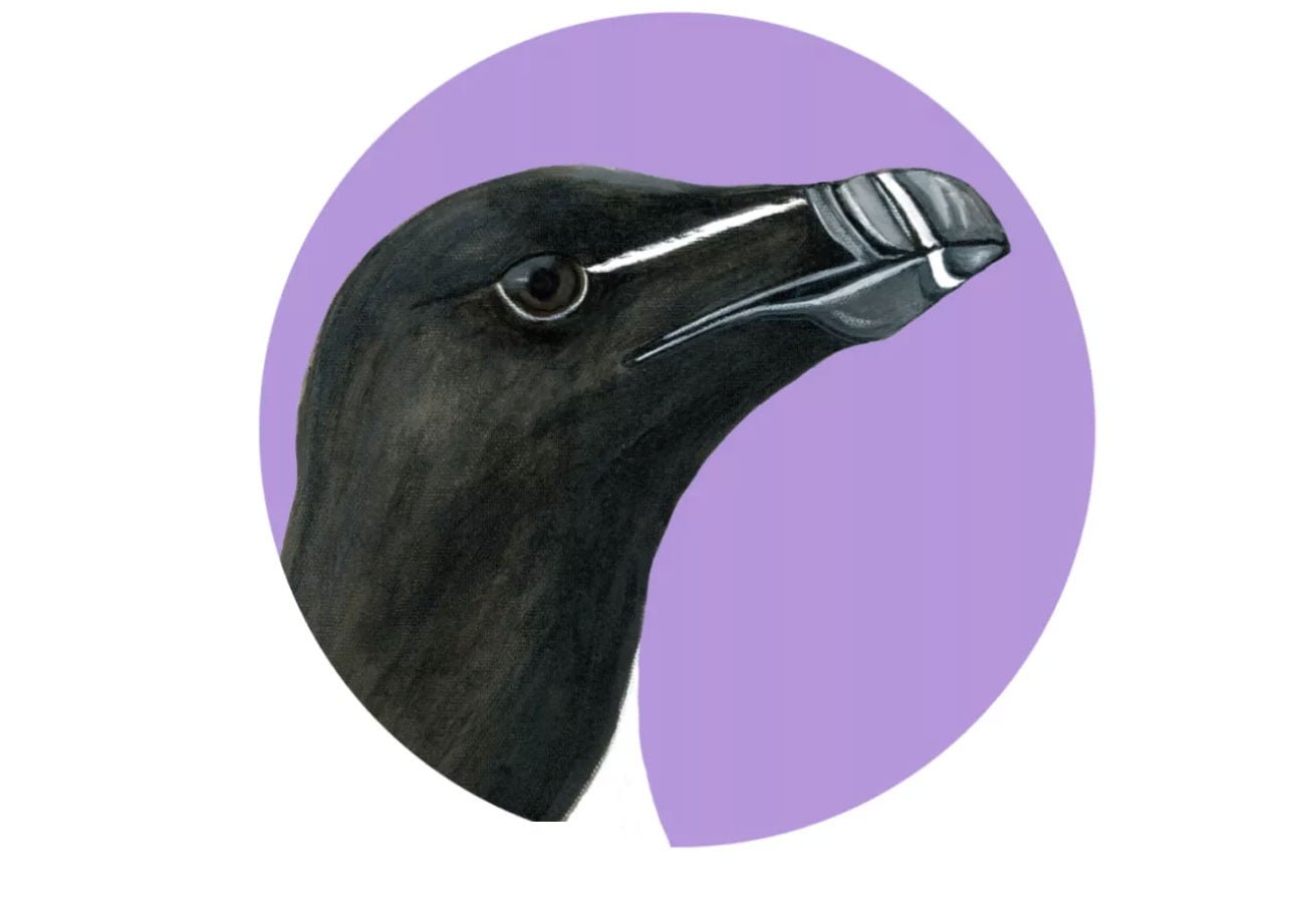 Art-nid-thologie : les oiseaux des Îles-de-la-Madeleine