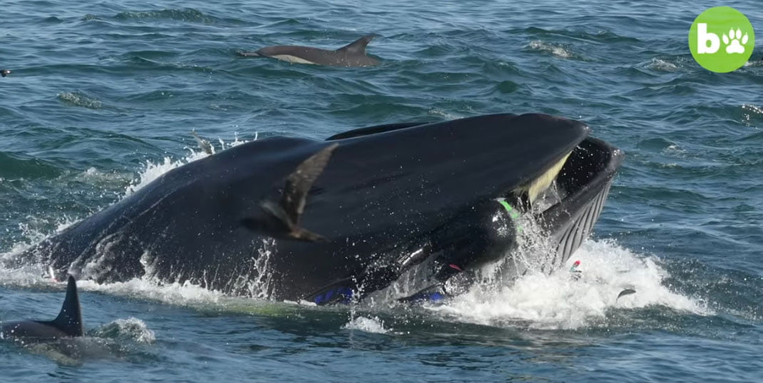 Un plongeur dans la bouche d’une baleine?