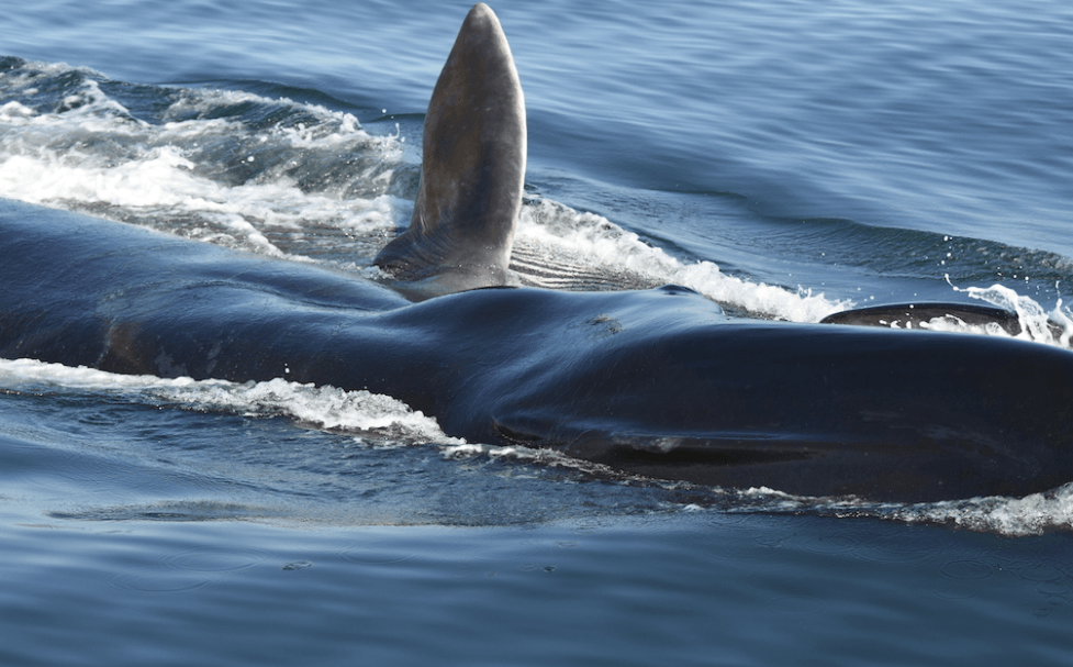 Les traditions migratoires des baleines bleues