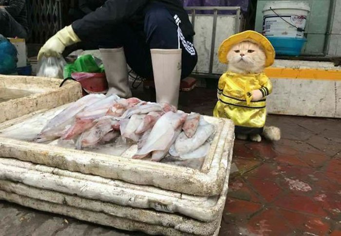 Rencontrez le plus mignon vendeur de poisson au Vietnam