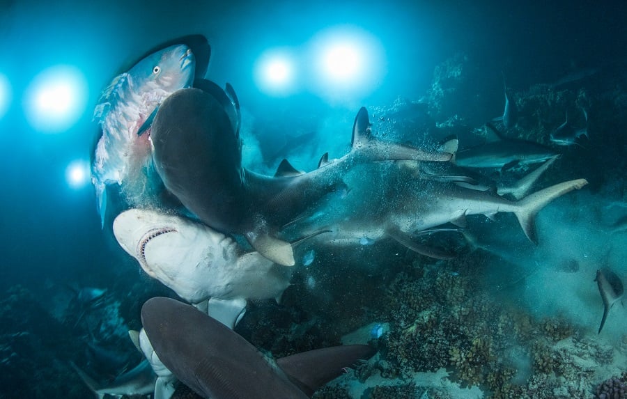 Photographe sous-marin de l’année