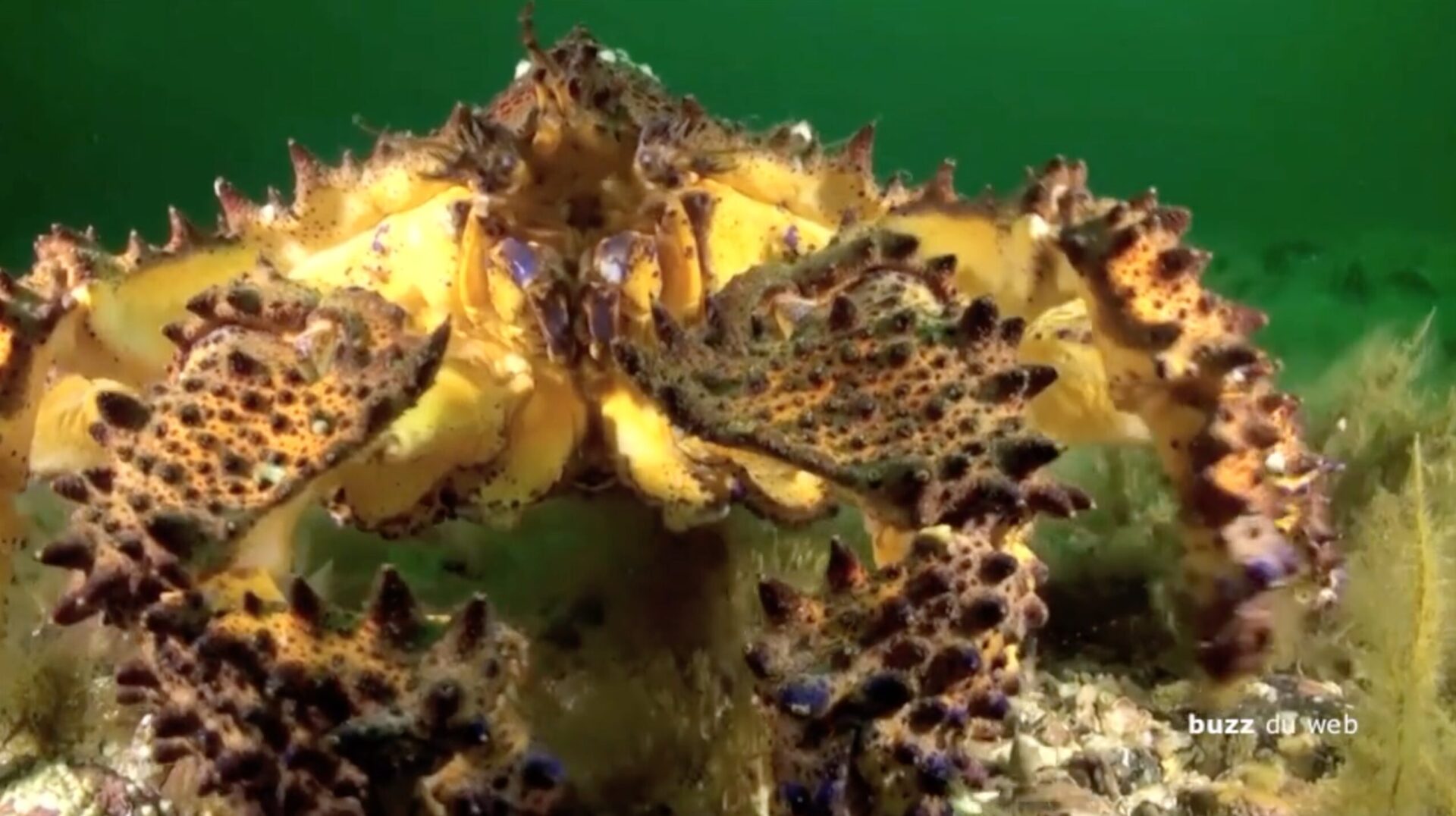 [VIDÉO] buzz du web : Impressions en eaux froides