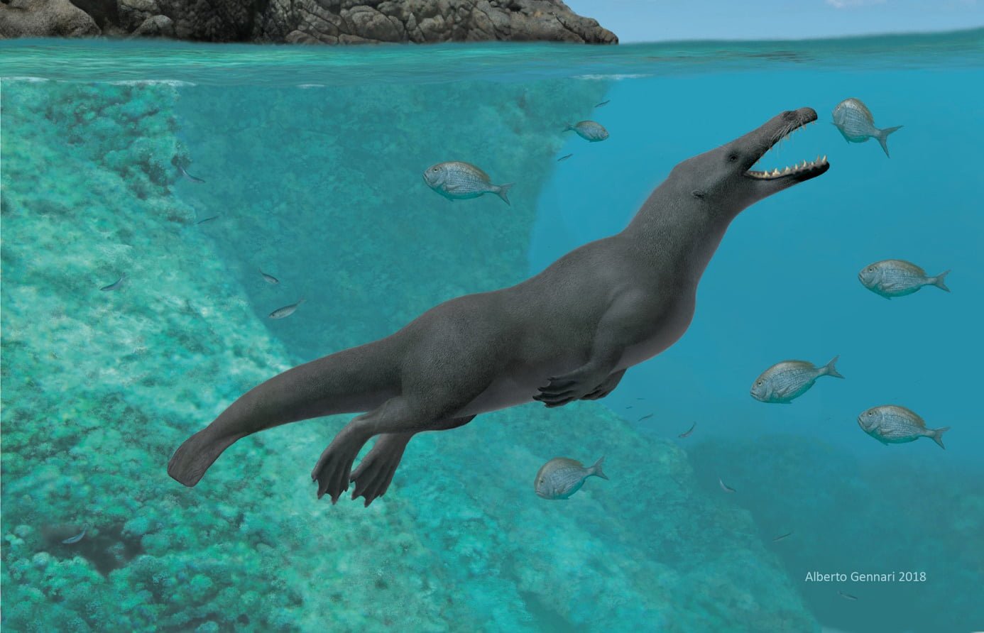Un fossile de baleine quadrupède et amphibie découvert au Pérou