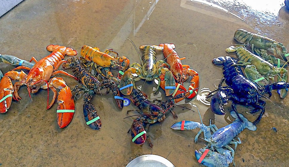 Des homards colorés risquent d’attirer les touristes cet été