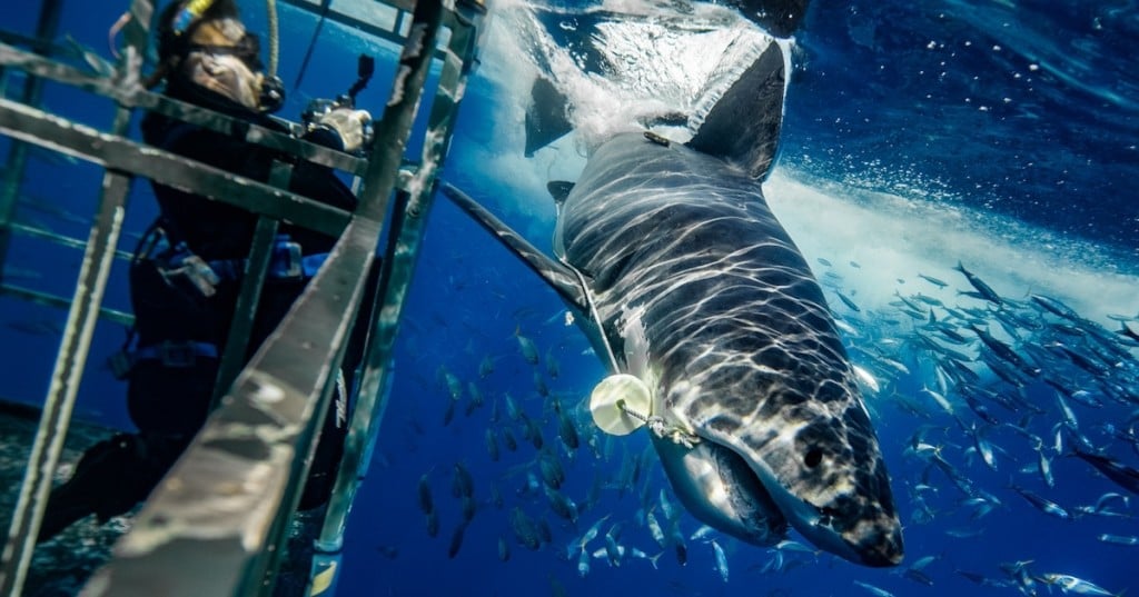 requin-photographie-dents-mer-euan-rannachan-3