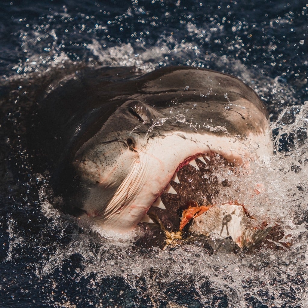 requin-photographie-dents-mer-euan-rannachan-5