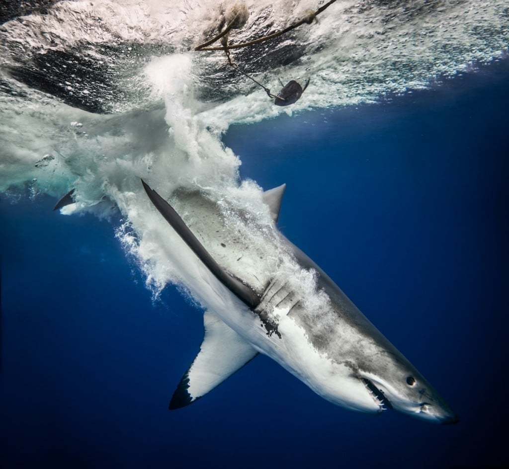 requin-photographie-dents-mer-euan-rannachan-6