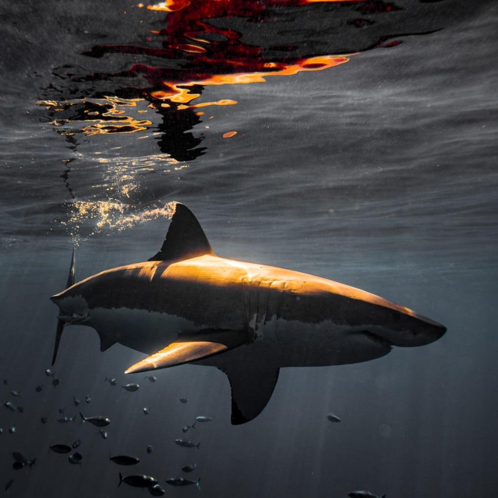 requin-photographie-dents-mer-euan-rannachan-8