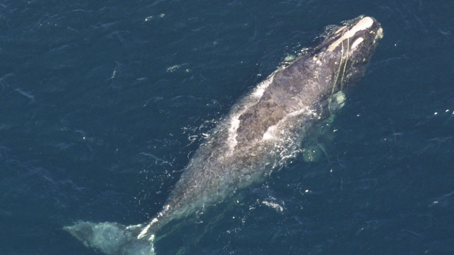 L’équipe de sauvetage des baleines noires ralentie par le mauvais temps