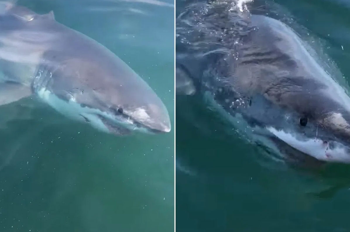 VIDÉO : Un grand requin blanc fait mine de mordre un bateau de pêche