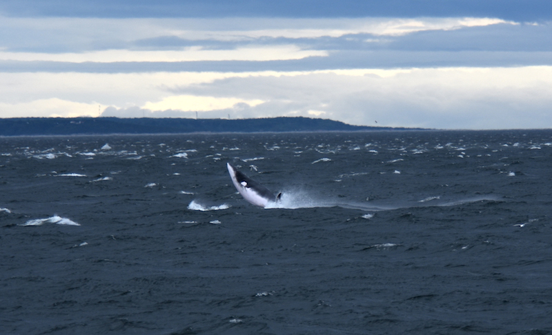 Les baleines dans la tempête