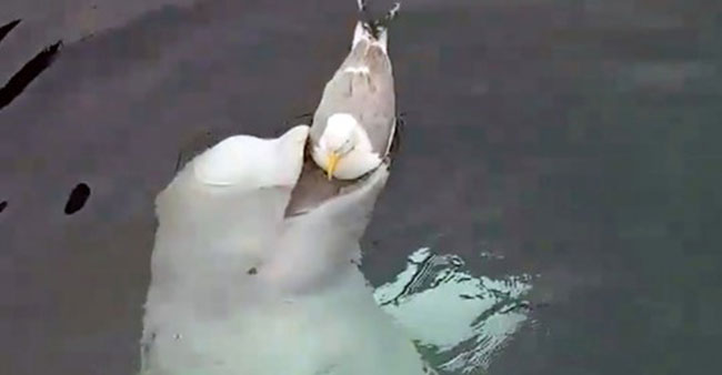 VIDÉO : Un béluga qui joue avec un goéland