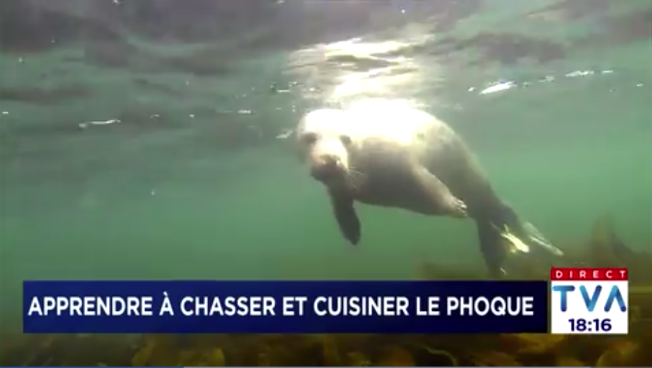 Un nouvel engouement pour la chasse aux phoques dans l’Est-du-Québec
