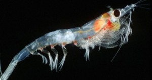 Krill nordique © Pêches et Océans Canada