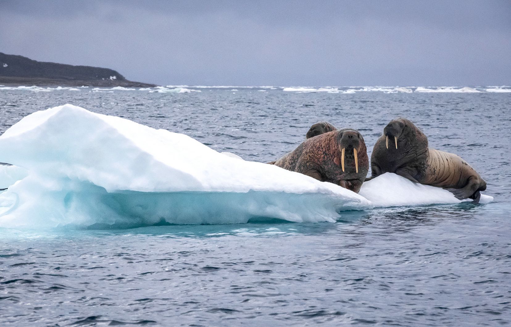 Odyssée sous les glaces : Sous ces glaces qui disparaissent