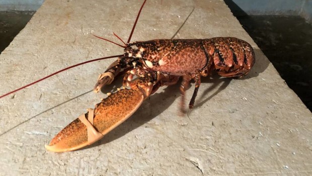 homard