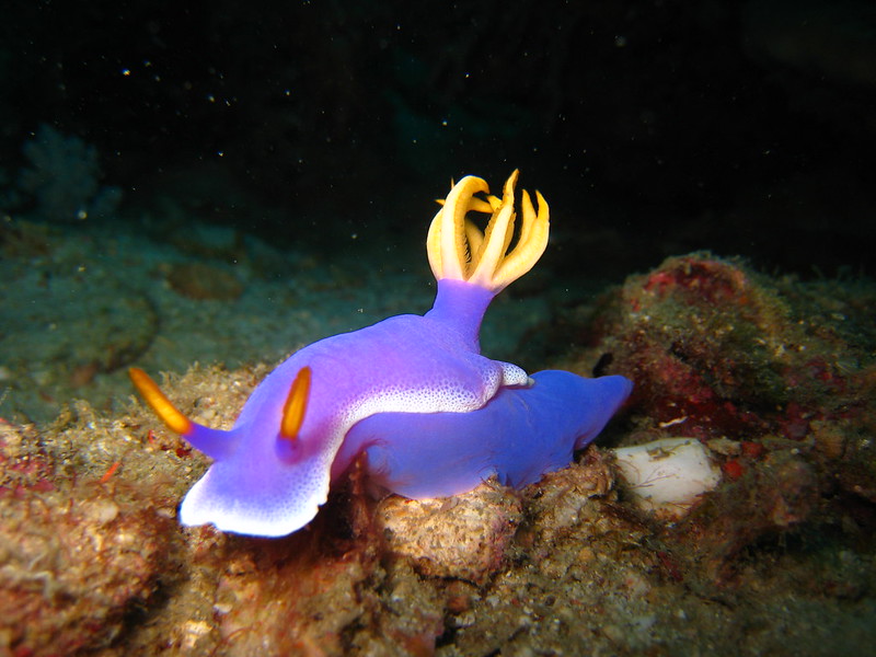 La-diversite-de-la-beaute-des-limaces-de-mer-sea-slug-1