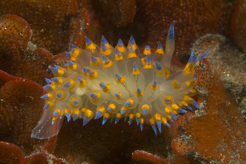 La-diversite-de-la-beaute-des-limaces-de-mer-sea-slug-10