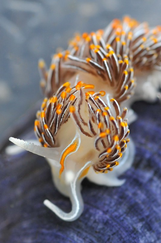 La-diversite-de-la-beaute-des-limaces-de-mer-sea-slug-11