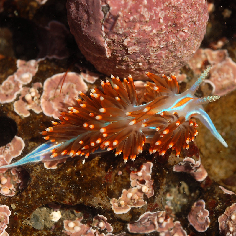 La-diversite-de-la-beaute-des-limaces-de-mer-sea-slug-12