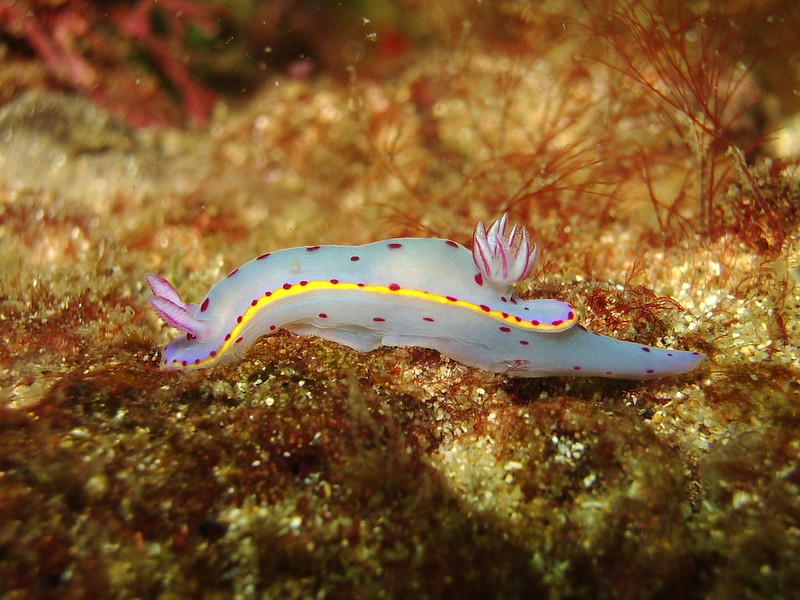 La diversité de la beauté des limaces de mer