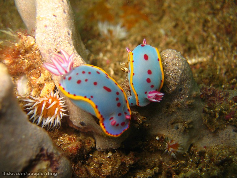 A pair of Bennett's Hypselodoris (Hypselodoris bennetti). Inscription Pt, Botany Bay, NSW