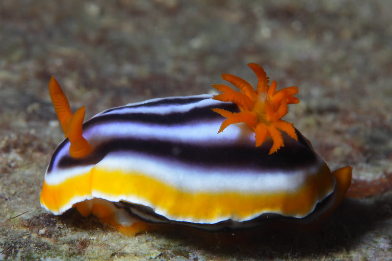 La-diversite-de-la-beaute-des-limaces-de-mer-sea-slug-15