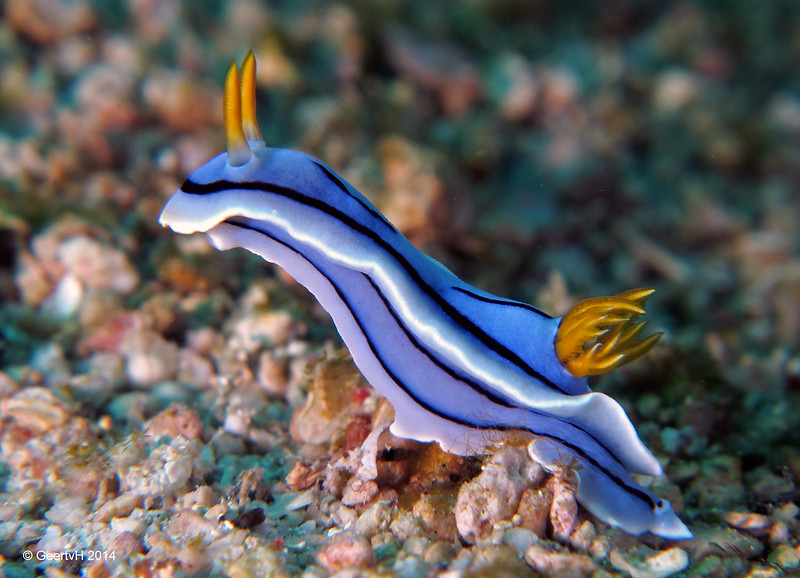La-diversite-de-la-beaute-des-limaces-de-mer-sea-slug-16