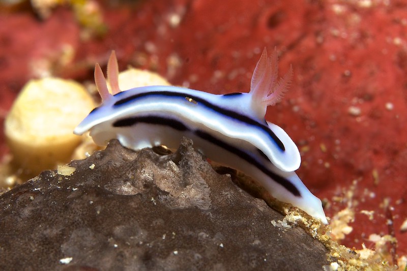 This image was made at North Log, one of the brilliant dive sites near Uepi in the Solomon Islands.  The nudibranch is Chromodoris lochi, a reasonably common nudibranch in tropical Indo Pacific waters.   I liked the side on profile of this individual, and the blurred background really sharpens the nudibranch.  On processing this image, I was delighted to find an even smaller subject riding the back of the nudi.