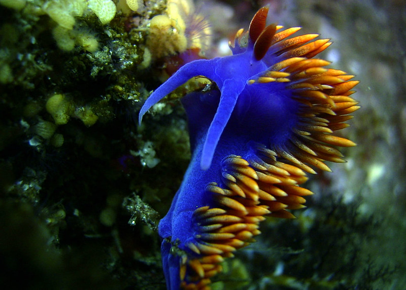 La-diversite-de-la-beaute-des-limaces-de-mer-sea-slug-2