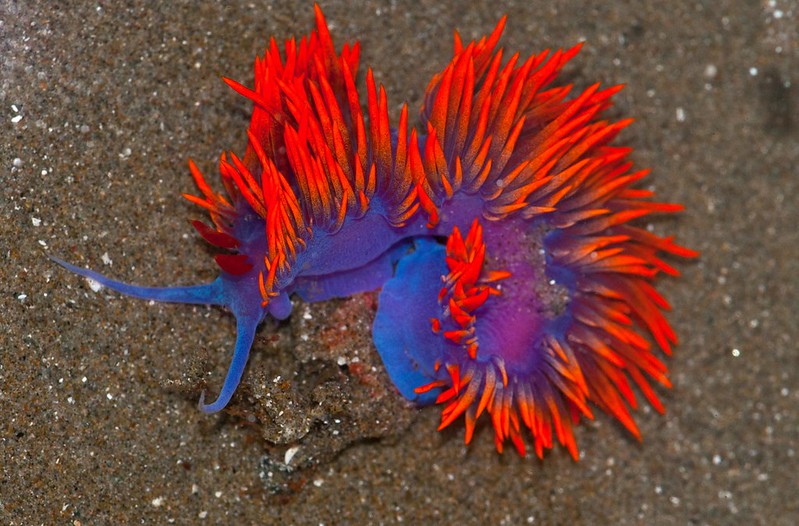 La-diversite-de-la-beaute-des-limaces-de-mer-sea-slug-3