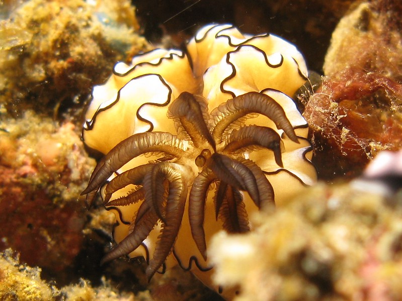 La-diversite-de-la-beaute-des-limaces-de-mer-sea-slug-4