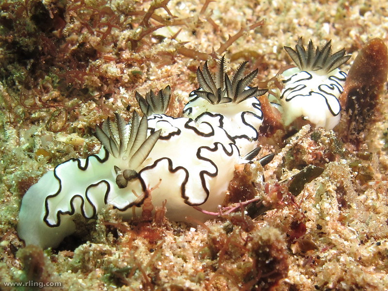 An aggregation of Black-margined Glossodoris (Glossodoris atromarginata). Shelly Beach, Manly, NSW